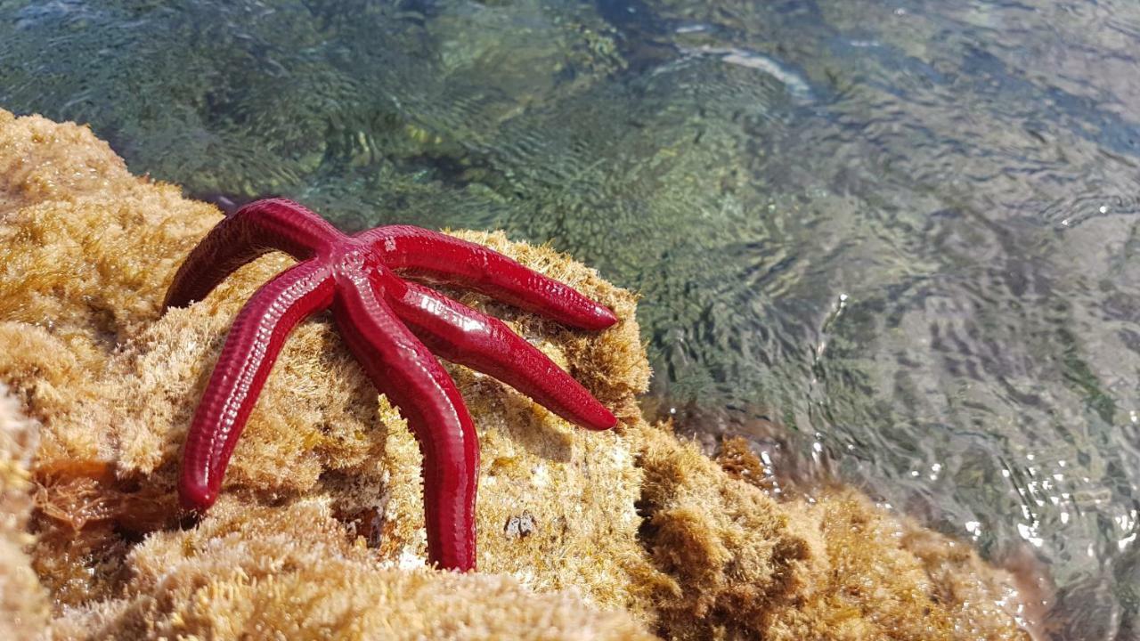 Quinta De Sao Jose Villa Sao Pedro  Dış mekan fotoğraf
